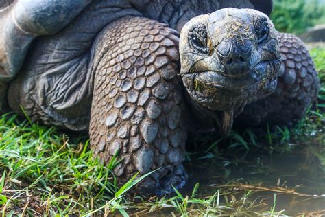 Where to see the Galapagos Tortoise on Isabela Island | Chez Manany