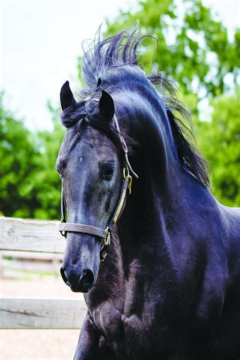 Morgan Horse Ambassadors at UVM - Hoofpick Life - Equestrian Magazine