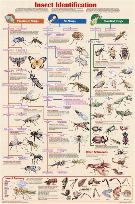 Buy (24x36) Insect Identification Educational Science Chart Online at desertcartINDIA