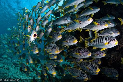 An Underwater Photographer’s Guide to the Great Barrier Reef