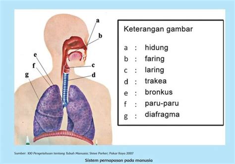 7 Organ Pernapasan pada Manusia, Jawaban Materi Kelas 5 Tema 2 - Semua Halaman - Kids