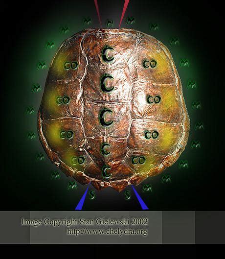 Chelydra.org - Snapping Turtle Basic Anatomy