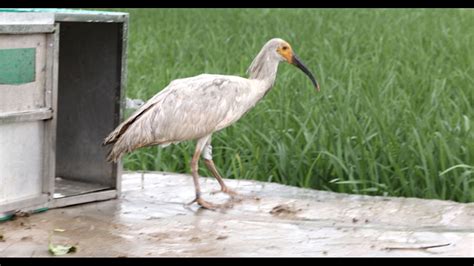 Rescued crested ibises return to the wild - CGTN