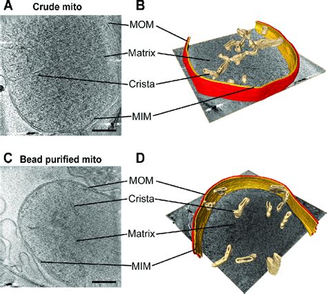 Cryo-electron tomographic analysis of mitochondria reveals preserved ...