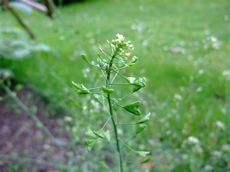 HERBAL PICNIC: SHEPHERD'S PURSE