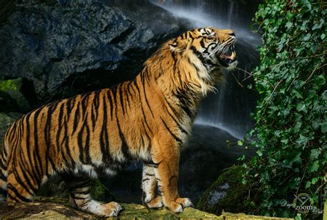 7 Essential Zoo Photography Tips | ePHOTOzine