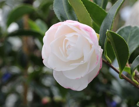 Camellia sasanqua Early Pearly - Awa Nursery