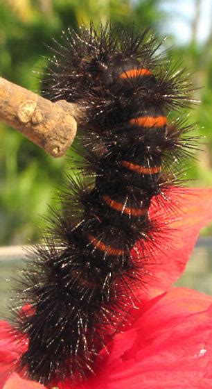 Giant Leopard Moth caterpillar - Hypercompe scribonia - BugGuide.Net
