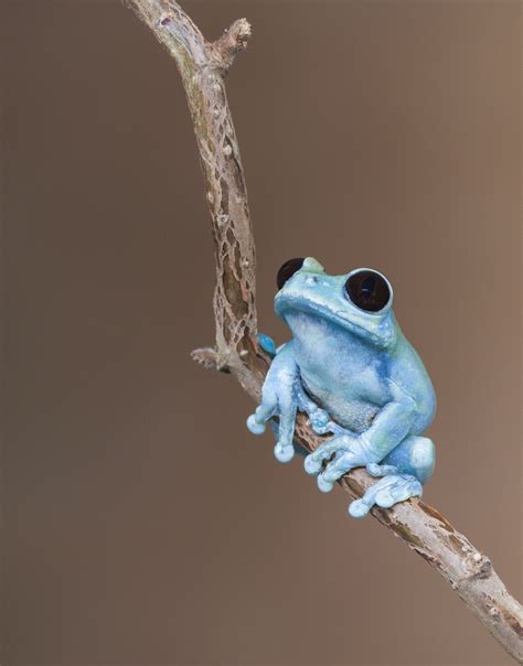 Blue monday | Cute reptiles, Cute baby animals, Cute frogs