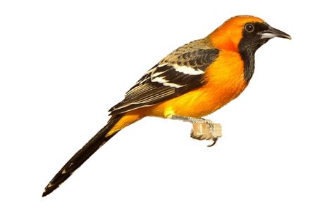 Orioles Cliparts Oriole Bird No Background - Clip Art Library