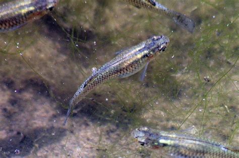 Gambusia affinis Mosquitofish | Gambusia affinis/Mosquitofis… | Flickr