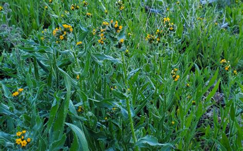 Wildflowers - Wild Desert Garden