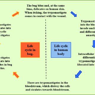 Life cycle of T. cruzi. | Download Scientific Diagram