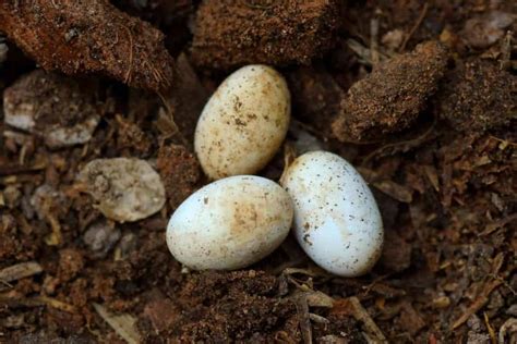 Do Snakes Lay Eggs? - Embora Pets