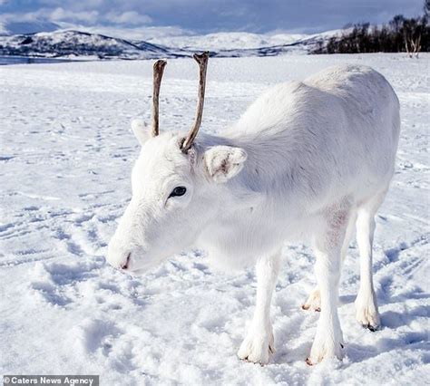 Adorable Baby White Reindeer Becomes Viral Star