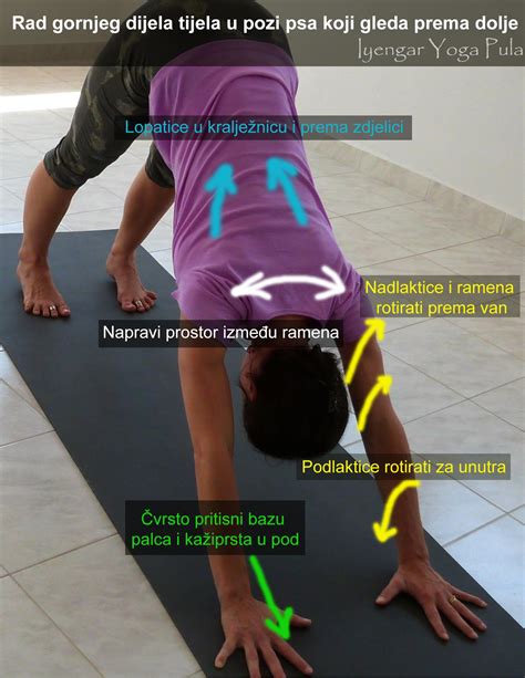 Actions in Adho Mukha Svanasana – Iyengar Yoga Pula