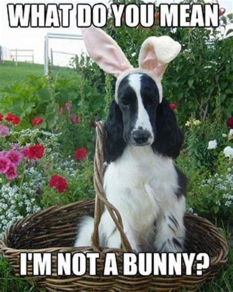 20 Funny Dog Easter Memes To Enjoy While You Binge Eat Easter Eggs