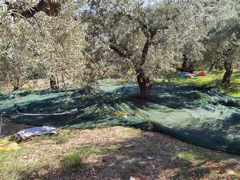 Olive harvesting is a family affair - Choice Greece