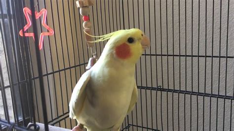 Cockatiel singing - YouTube