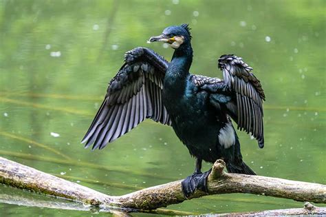 Cormorant | Bird Identification Guide |Bird Spot