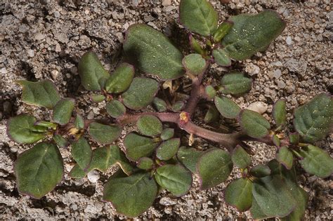 Prostrate Pigweed - Amaranthus blitoides | S&E Wards Landscape Management