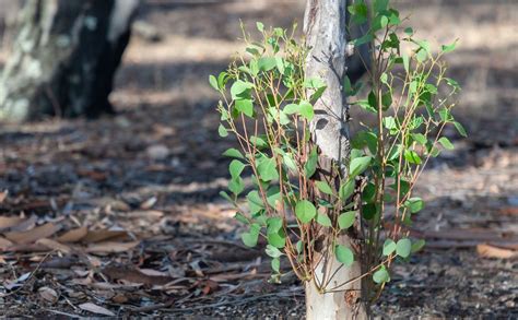 Dammann's Garden Company – How to Manage Tree Suckers