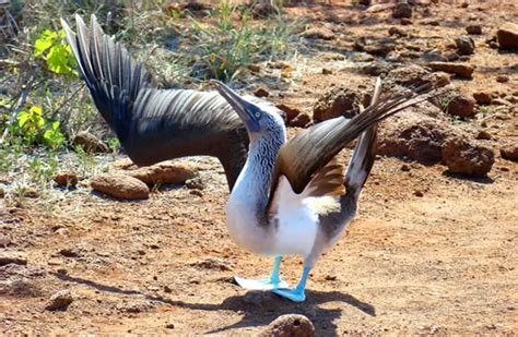 Blue Footed Booby - Description, Habitat, Diet, and Interesting Facts