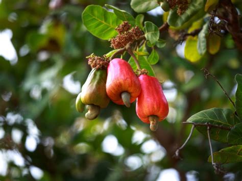 Cashew Nut Fruit Tree