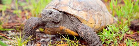 The Gopher Tortoise—A Keystone Species Conservation Challenge ...