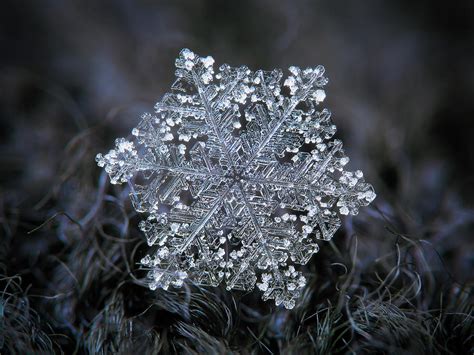 Real snowflake 2018-12-26_2 Photograph by Alexey Kljatov - Fine Art America