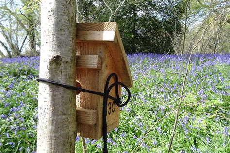 dormouse-box-bluebells-Dunnage-(2)-Hazel-dormice-Faqs-PTES - People's Trust for Endangered Species