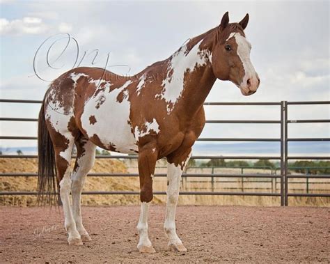 Chestnut Framed Overo | American paint horse, Beautiful horses, Rodeo ...