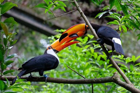 Pair Of Toucans stock photo. Image of rainforest, jungle - 194506574