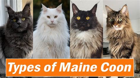 Different Types of Maine Coon Colors and Pattern |Which is your ...