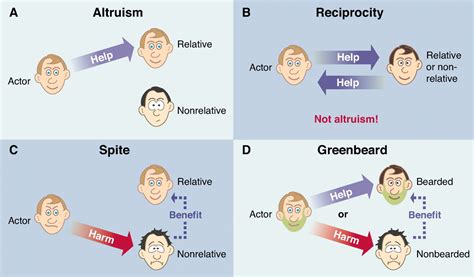 Altruism, Spite, and Greenbeards | Science