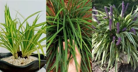 The 13 Best Ornamental Grasses for Shade - Urban Organic Yield