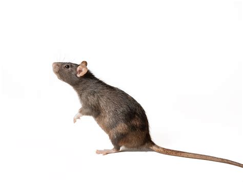 What To Do If You Have A Rat In The House | Critter Control Of Pittsburgh