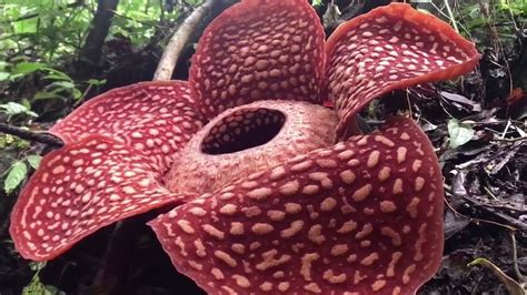 Rare sight: Huge flower blooms in Indonesian rainforest - YouTube