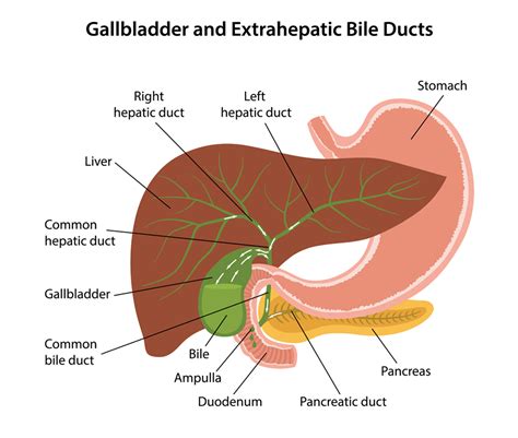 Understanding Gall Bladder Disease - This Quarterly