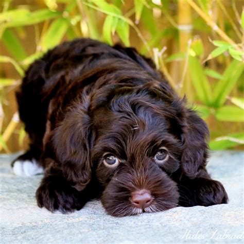 How Much To Feed Australian Labradoodle Puppy - Puppy And Pets