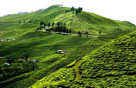 Kanyam Tea Garden, Ilam, Nepal - Nepal Travel Book