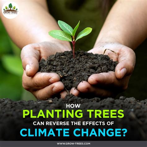 HOW PLANTING TREES CAN REVERSE THE EFFECTS OF CLIMATE CHANGE? - Grow ...