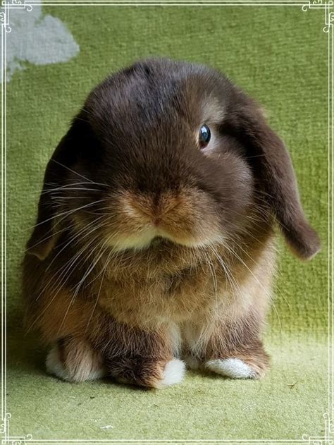 mini lop bucks - Katelins Bunnies Hobby Breeder Of Mini Lops And ...