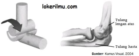 Macam Macam Sendi Dengan Letak dan Fungsinya Beserta Gambar - Loker Ilmu