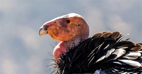 The California Condor Recovery Program: Saving a Species from Extinction