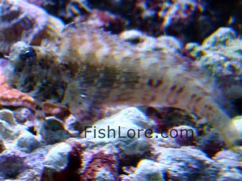 Lawnmower Blenny Care - Size, Life Span, Tank Mates, Breeding