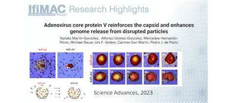 Human Adenovirus Core Protein V Reinforces the Capsid and Enhances ...