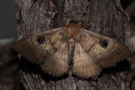 Miller Moth Season | Australian fauna, Australian insects, Australian animals