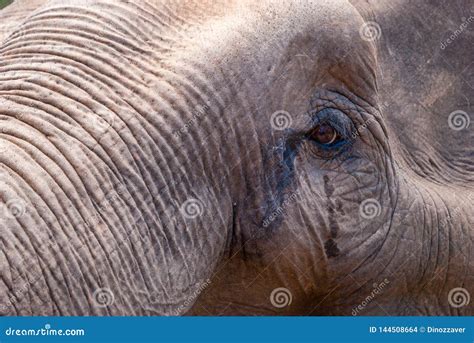 Elephant eye, close up stock photo. Image of elephant - 144508664