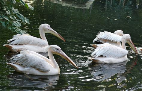 Pelican Sea Beak - Free photo on Pixabay - Pixabay